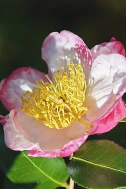 Apple Blossom Camellia Sasanqua - 1 Gallon Pot -Flora Bloom Shop Camellia Apple Blossom 7