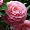 April Pink Cold Hardy Camellia Japonica - 3 Gallon Pot