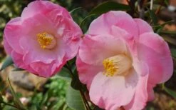 April Remembered Cold Hardy Pink Camellia Japonica - 1 Gallon Pot -Flora Bloom Shop Camellia April Remembered 1 1
