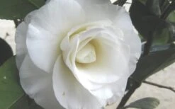 April Snow Camellia Japonica - 3 Gallon Pot -Flora Bloom Shop Camellia April Snow 1