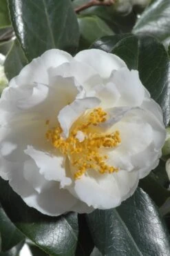 April Snow Camellia Japonica - 3 Gallon Pot -Flora Bloom Shop Camellia April Snow 13