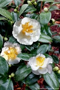 April Snow Camellia Japonica - 1 Gallon Pot -Flora Bloom Shop Camellia April Snow 14 1