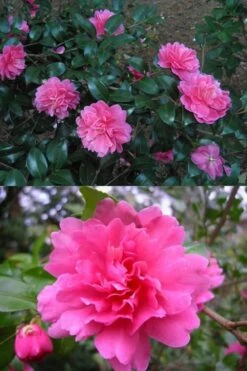 Autumn Spirit Camellia - Hybrid - 1 Gallon Pot -Flora Bloom Shop Camellia April Spirit 3