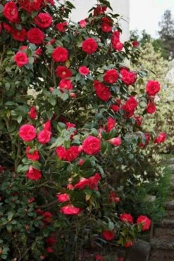 April Tryst Camellia Japonica - 1 Gallon Pot 8 April Tryst Camellia Japonica - 1 Gallon Pot -Flora Bloom Shop Camellia April Tryst 2