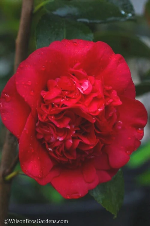 April Tryst Camellia Japonica - 1 Gallon Pot 1 April Tryst Camellia Japonica - 1 Gallon Pot