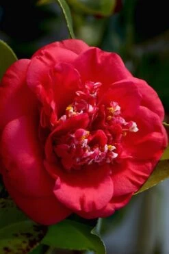 April Tryst Camellia Japonica - 1 Gallon Pot 9 April Tryst Camellia Japonica - 1 Gallon Pot -Flora Bloom Shop Camellia April Tryst 3