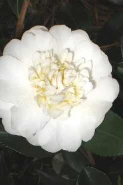 Autumn Rocket Camellia Sasanqua - 7 Gallon Pot (3-4')