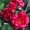 Bella Rouge Camellia Sasanqua - 2 Gallon Pot