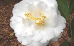 Bessie Battle Camellia Japonica - 3 Gallon Pot 7 Bessie Battle Camellia Japonica - 3 Gallon Pot -Flora Bloom Shop Camellia Bessie Battle 1