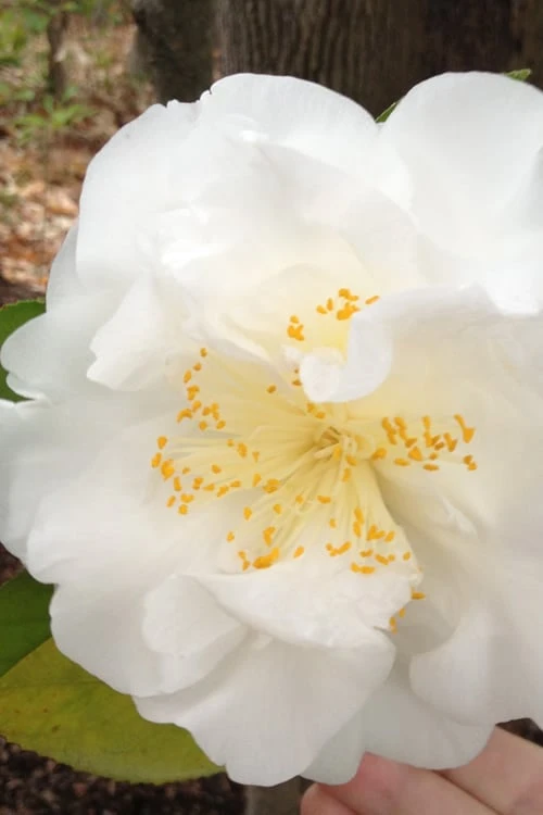 Bessie Battle Camellia Japonica - 3 Gallon Pot 1 Bessie Battle Camellia Japonica - 3 Gallon Pot
