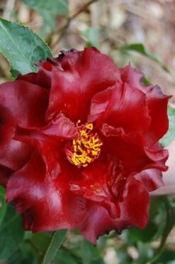 Black Magic Camellia Japonica - 5 Gallon Pot -Flora Bloom Shop Camellia Black Magic 2