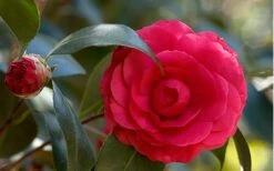 C. M. Hovey Camellia Japonica - 3 Gallon Pot -Flora Bloom Shop Camellia C M Hovey 1