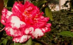 Sacred Dance Camellia Japonica 'Daikagura' - 1 Gallon Pot -Flora Bloom Shop Camellia Daikagura 3