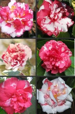 Sacred Dance Camellia Japonica 'Daikagura' - 1 Gallon Pot -Flora Bloom Shop Camellia Daikagura Colors 500x750 1