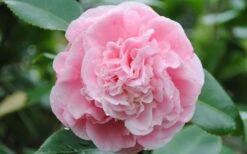 Debutante Pink Camellia Japonica - 3 Gallon Pot -Flora Bloom Shop Camellia Debutante Closeup Flower 3