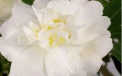 Diana Camellia Sasanqua - 2 Gallon Pot -Flora Bloom Shop Camellia Diana Flower Closeup