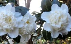 Fifth Avenue White Camellia Japonica - 3 Gallon Pot -Flora Bloom Shop Camellia Fifth Avenue 21 1