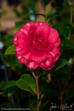 Glen 40 Camellia Japonica - 3 Gallon Pot 11 Glen 40 Camellia Japonica - 3 Gallon Pot -Flora Bloom Shop Camellia Glen 40 JW 1