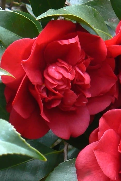 Governor Mouton Red Camellia Japonica - 3 Gallon Pot 1 Governor Mouton Red Camellia Japonica - 3 Gallon Pot