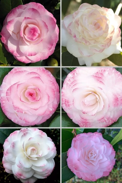 Grace Albritton Camellia Japonica - 3 Gallon Pot 4 Grace Albritton Camellia Japonica - 3 Gallon Pot - Image 4