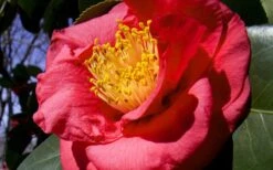 Greensboro Red Camellia Japonica - 1 Gallon Pot 7 Greensboro Red Camellia Japonica - 1 Gallon Pot -Flora Bloom Shop Camellia Greensboro Red 1