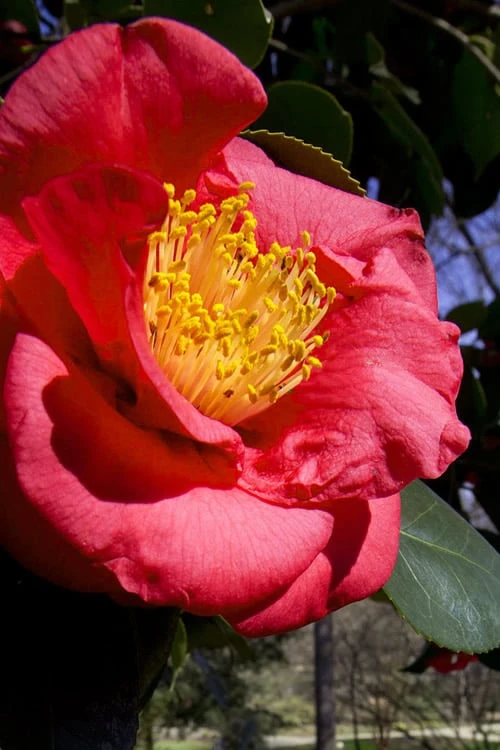 Greensboro Red Camellia Japonica - 1 Gallon Pot 1 Greensboro Red Camellia Japonica - 1 Gallon Pot