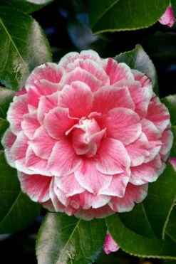 Brilliant Gem Fragrant Camellia Japonica - Herme - 3 Gallon Pot 10 Brilliant Gem Fragrant Camellia Japonica - Herme - 3 Gallon Pot -Flora Bloom Shop Camellia Herrmes 4