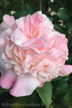 High Fragrance Camellia TREE FORM - 3 Gallon Pot 8 High Fragrance Camellia TREE FORM - 3 Gallon Pot -Flora Bloom Shop Camellia High Fragrance 500x750 1