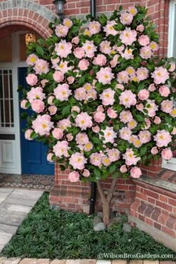 High Fragrance Camellia TREE FORM - 3 Gallon Pot