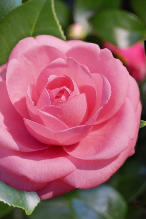 Jerry Hill Pink Camellia - 1 Gallon Pot 1 Jerry Hill Pink Camellia - 1 Gallon Pot