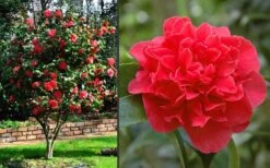 Kramers Supreme Red Double Camellia Japonica - 3 Gallon Pot -Flora Bloom Shop Camellia Kramers Supreme 2 1
