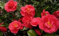Kramers Supreme Red Double Camellia Japonica - 3 Gallon Pot -Flora Bloom Shop Camellia Kramers Supreme 52 1