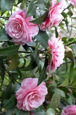 LA Peppermint Camellia Japonica - 3 Gallon Pot -Flora Bloom Shop Camellia La Peppermint 1