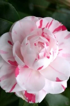 LA Peppermint Camellia Japonica - 3 Gallon Pot -Flora Bloom Shop Camellia La Peppermint 2