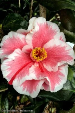 Lady Vansittart Multicolor Camellia Japonica - 6 Pack Of 1 Gallon Pots -Flora Bloom Shop Camellia Lady Vansittart 12 2