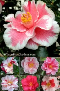 Lady Vansittart Multicolor Camellia Japonica - 1 Gallon Pot -Flora Bloom Shop Camellia Lady Vansittart 500x750 1
