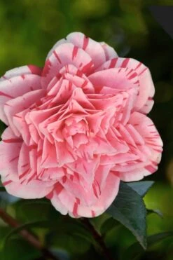 Les Marbury Camellia Japonica - 1 Gallon Pot 9 Les Marbury Camellia Japonica - 1 Gallon Pot -Flora Bloom Shop Camellia Les Marbury 3