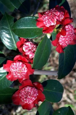 Lipstick Red Camellia Japonica - 3 Gallon Pot -Flora Bloom Shop Camellia Lipstick 3