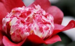 Lipstick Red Camellia Japonica - 3 Gallon Pot -Flora Bloom Shop Camellia Lipstick 4