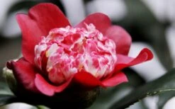 Lipstick Red Camellia Japonica - 3 Gallon Pot -Flora Bloom Shop Camellia Lipstick 5