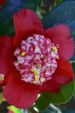 Lipstick Red Camellia Japonica - 3 Gallon Pot -Flora Bloom Shop Camellia Lipstick 6