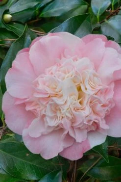 Look Again Camellia Japonica - 3 Gallon Pot
