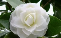 Morning Glow Camellia Japonica - 2 Gallon Pot -Flora Bloom Shop Camellia Morning Glow 800x500 2