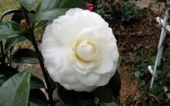 Morning Glow Camellia Japonica - 1 Gallon Pot -Flora Bloom Shop Camellia Morning Glow 9 2