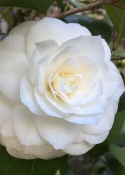 Nuccio's Gem Camellia Japonica - 3 Gallon Pot 9 Nuccio's Gem Camellia Japonica - 3 Gallon Pot -Flora Bloom Shop Camellia Nuccios Gem 1