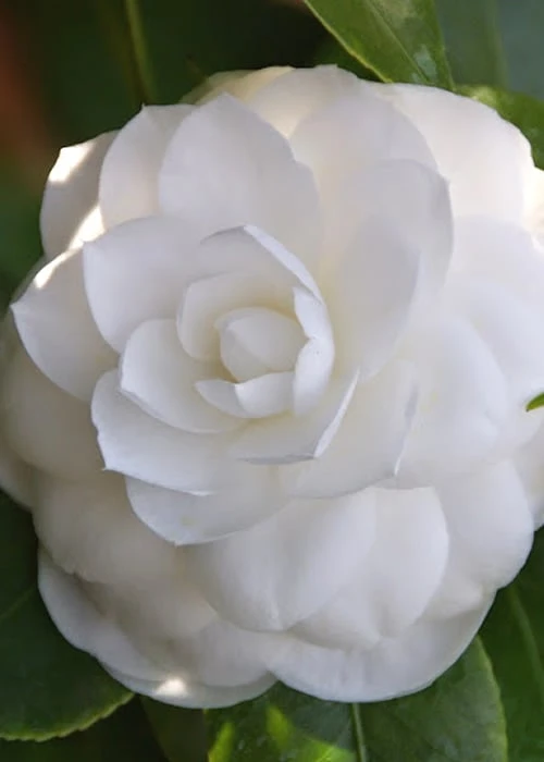 Nuccio's Gem Camellia Japonica - 3 Gallon Pot 1 Nuccio's Gem Camellia Japonica - 3 Gallon Pot