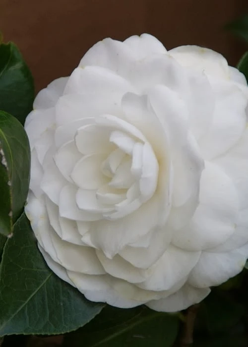 Nuccio's Gem Camellia Japonica - 3 Gallon Pot 6 Nuccio's Gem Camellia Japonica - 3 Gallon Pot - Image 6