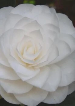 Nuccio's Gem Camellia Japonica - 3 Gallon Pot 10 Nuccio's Gem Camellia Japonica - 3 Gallon Pot -Flora Bloom Shop Camellia Nuccios Gem 6