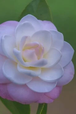 October Affair Camellia Japonica - 3 Gallon Pot -Flora Bloom Shop Camellia October Affair 6