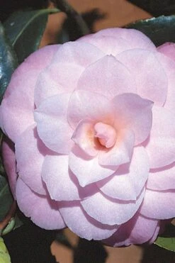 October Affair Camellia Japonica - 3 Gallon Pot -Flora Bloom Shop Camellia October Affair 8